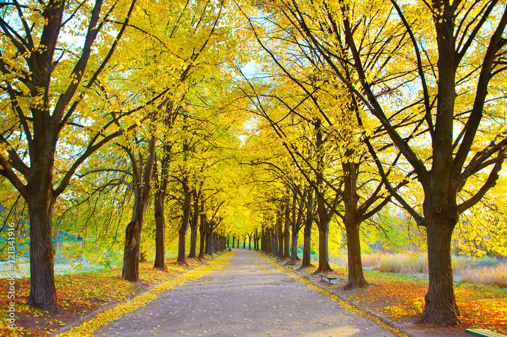 Beautiful autumn walkway