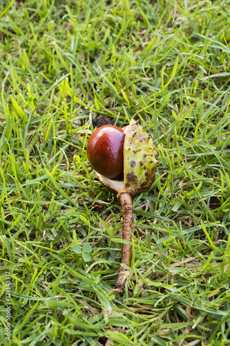 horse chestnut seed lying in green grass