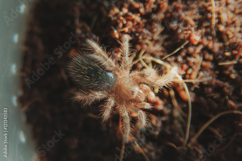 Grammostola pulchripes before molting