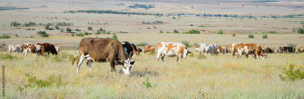 herd of cows in a field on feeding