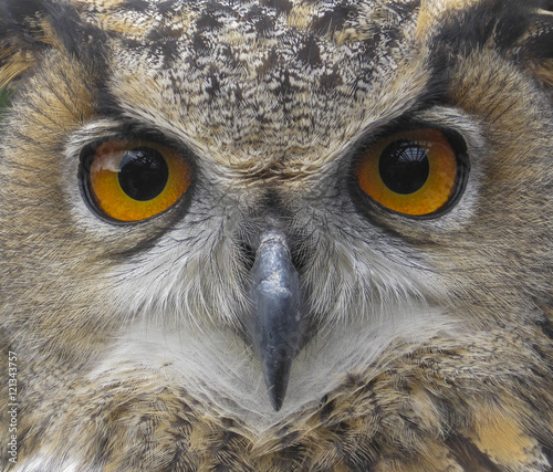 European eagle owl face, large eyes looking directly