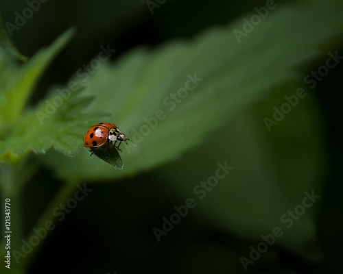 Harlequin ladybird on edge of leaf about to leap off. UK