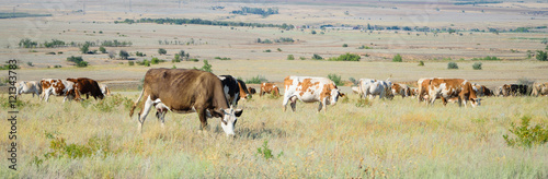 herd of cows in a field on feeding © v4venger