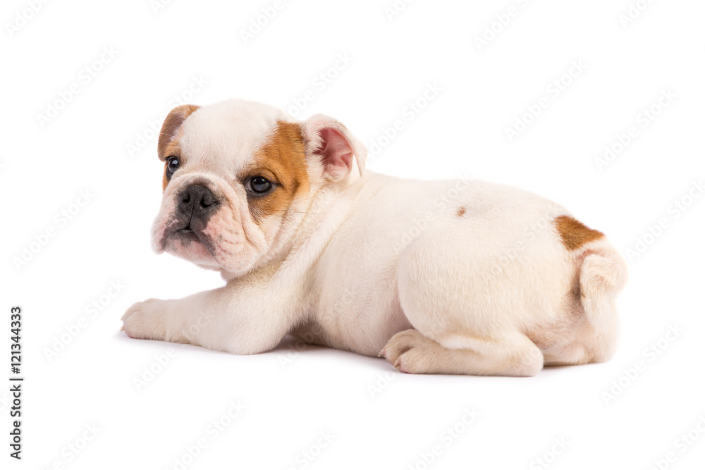 Obraz premium English Bulldog puppy on white background