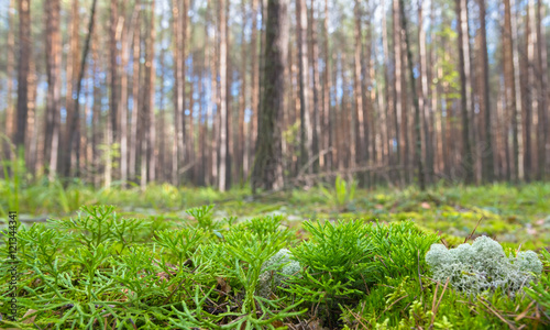 Ground Level View of Summer Coniferous Forest