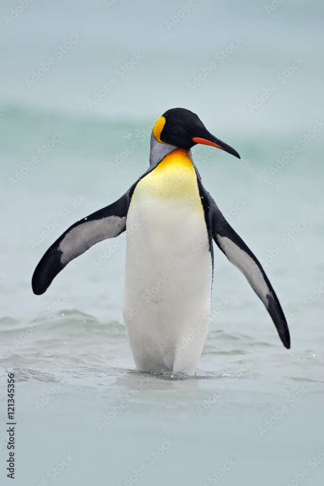 Naklejka premium King penguin going from blue water, Atlantic ocean in Falkland Island. Sea bird in the nature habitat. Penguin in the water. Penguin in the sea waves. Penguin with black and yellow head, open bill.