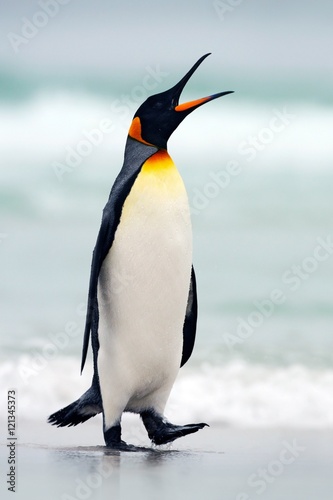 King penguin going from blue water  Atlantic ocean in Falkland Island. Sea bird in the nature habitat. Penguin in the water. Penguin in the sea waves. Penguin with black and yellow head  open bill.