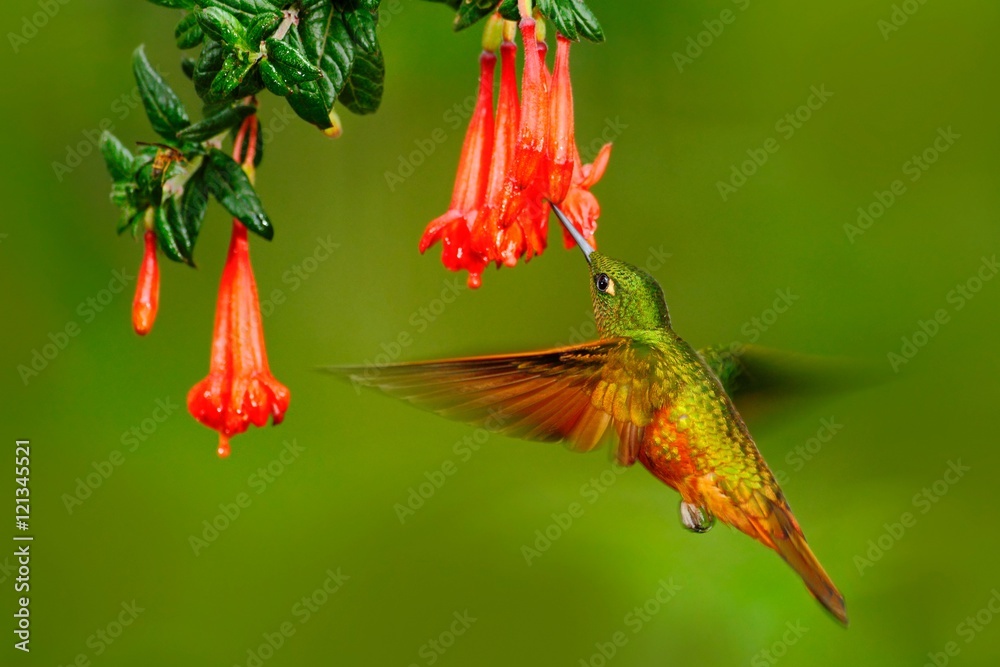 Obraz premium Bird from Peru. Orange and green bird in the forest with red flower. Hummingbird Chestnut-breasted Coronet in the forest. Hummingbird from Peru clouds forest. Flying Hummingbird with red bloom.