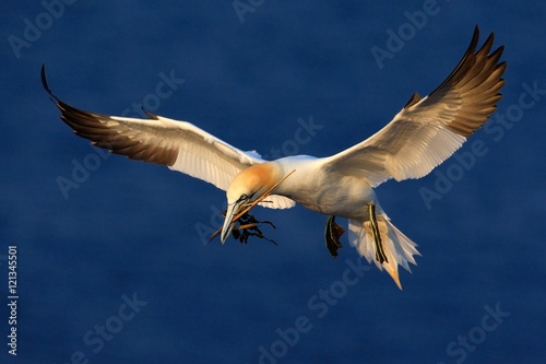 Flying Northern gannet with nesting material in the bill, with dark blue sea water in the background, Helgoland island, Germany © ondrejprosicky