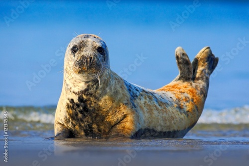 Grey Seal, Halichoerus grypus, detail portrait in the blue water, wave in the background, animal in the nature sea habitat, with dark blue sky, beach of Helgoland, Germany