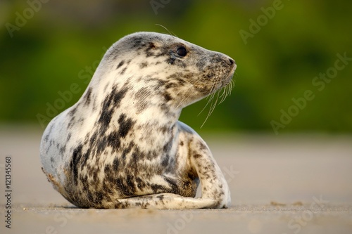 Grey Seal, Halichoerus grypus, detail portrait on the sand beach. Seal with sand beach. Animal in the nature sea habitat. Seal with sunrise light, beach of United Kingdom © ondrejprosicky
