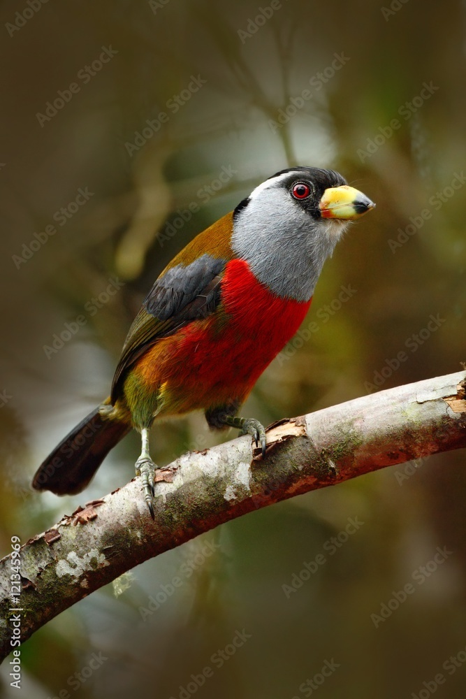 Beautiful bird from tropic forest. Exotic grey and red bird, Toucan Barbet, Semnornis ramphastinus, Bellavista, Ecuador. Red toucan from Ecuador. Bird from jungle. 
