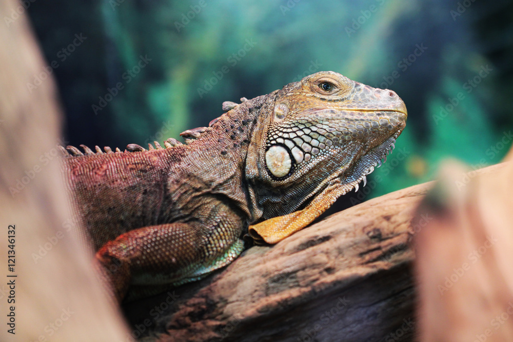 Lizard close up macro animal portrait Lizard close up macro animal portrait