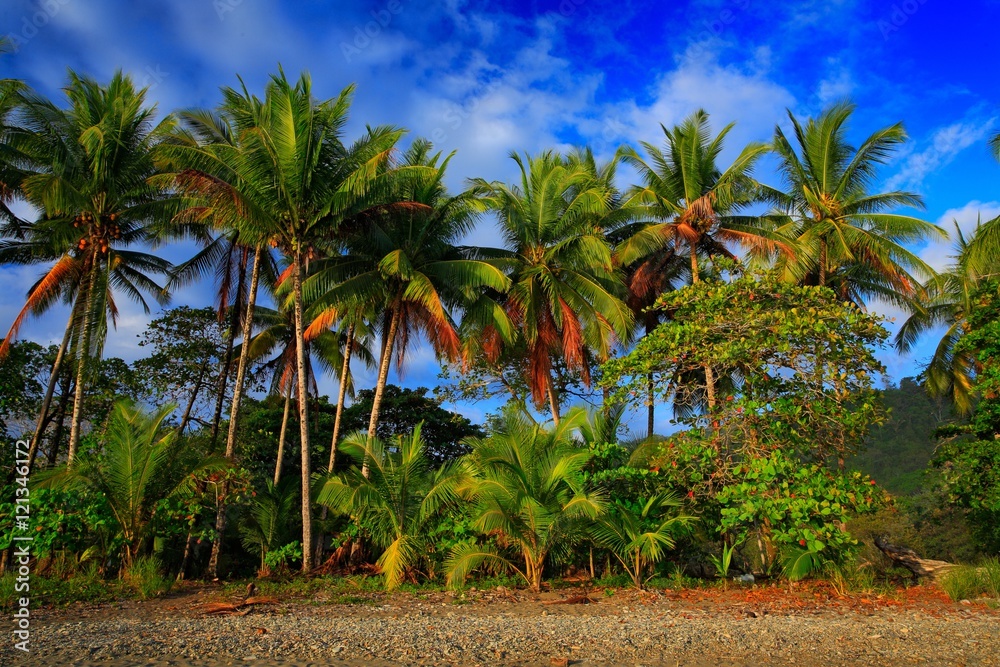 Fototapeta premium Beach on the tropical island. Clear blue water, sand and palm trees. Beautiful vacation spot, treatment and aquatics. Coconut palm trees with blue sky with clouds. Nice tropic beach in Costa Rica.