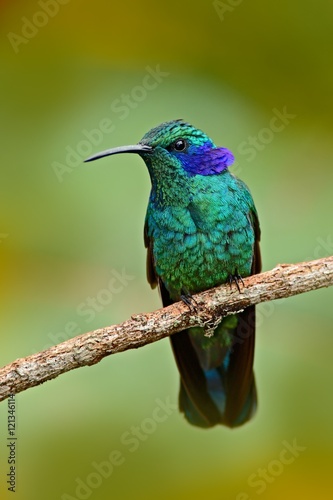 Beautiful green hummingbird with blue face. Green Violet-ear, Colibri thalassinus, Hummingbird with green leave in natural habitat, Costa Rica. Green bird with greennature background. Wildlife scene.