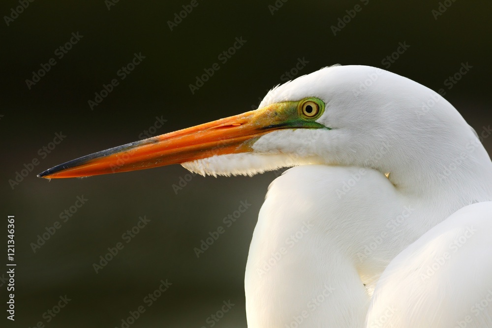 Detail portrait of water bird. White heron, Great Egret, Egretta alba, standing in the water in the march. Beach in Florida, USA. Water bird with orange bill in the nature habitat. Detail portrait of water bird. White heron, Great Egret, Egretta alba, standing in the water in the march. Beach in Florida, USA. Water bird with orange bill in the nature habitat.