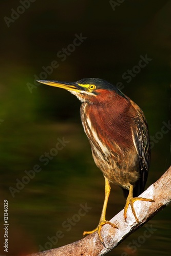 Heron sitting on the branch with river. Striated Heron, Butorides virescens, in the nature. Heron in the dark tropic forest. Heron in the nature habitat. Animal from Trinidad and Tobago.