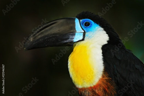 Detail portrait of toucan. Bill toucan portrait. Beautiful bird with big beak. Toucan. Big beak bird Channel-billed Toucan sitting on branch in tropical green jungle background, Colombia.
