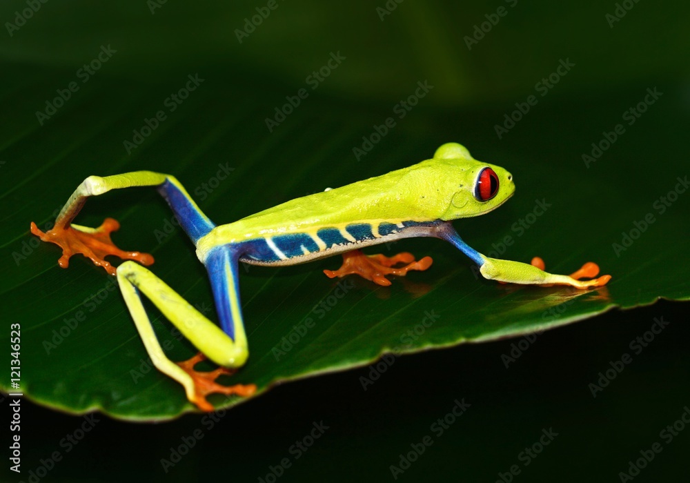 Redeyed Tree Frog, Agalychnis callidryas, animal with big red eyes, in