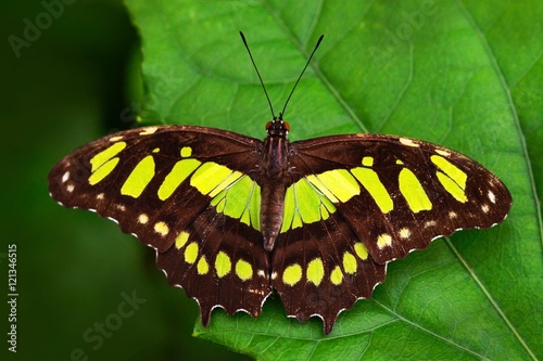 Beautiful butterfly Metamorpha stelenes in nature habitat, from Costa Rica. Butterfly in the green forest. Nice insect sitting on the leave. Butterfly from Costa Rica. 