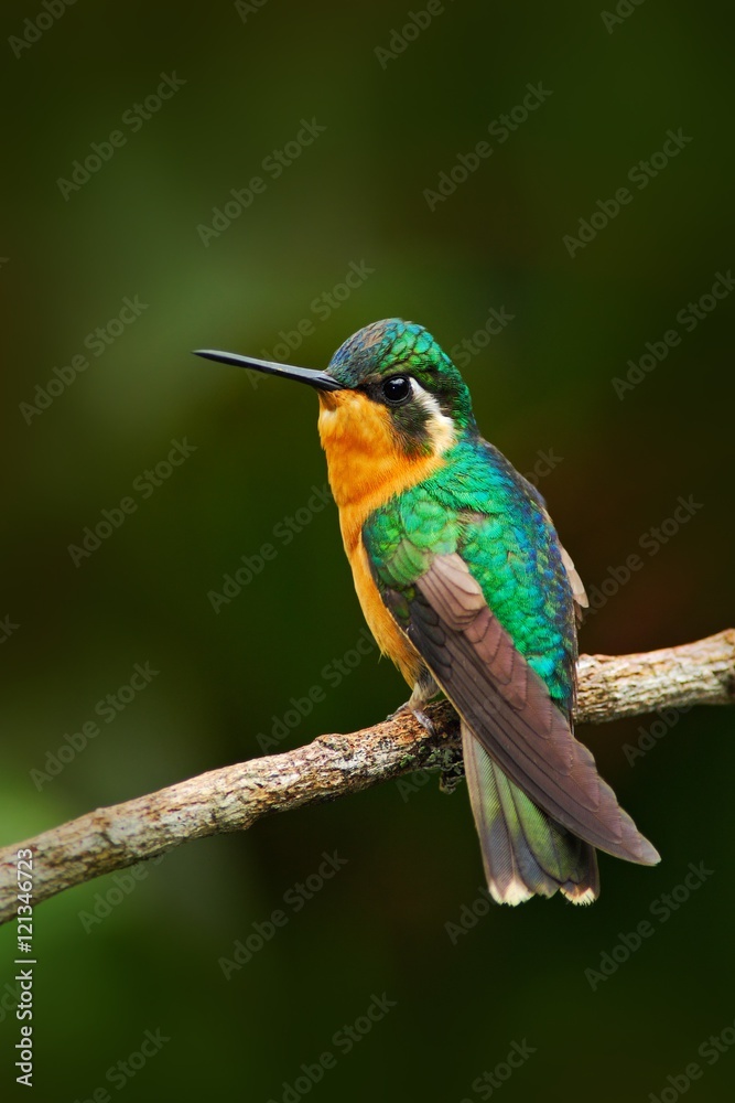 Beautiful hummingbird. Orange and green small bird from mountain cloud forest in Costa Rica. Purple-throated Mountain-gem, Lampornis calolaema, hummingbird from Costa Rica. Hummingbird in the forest.