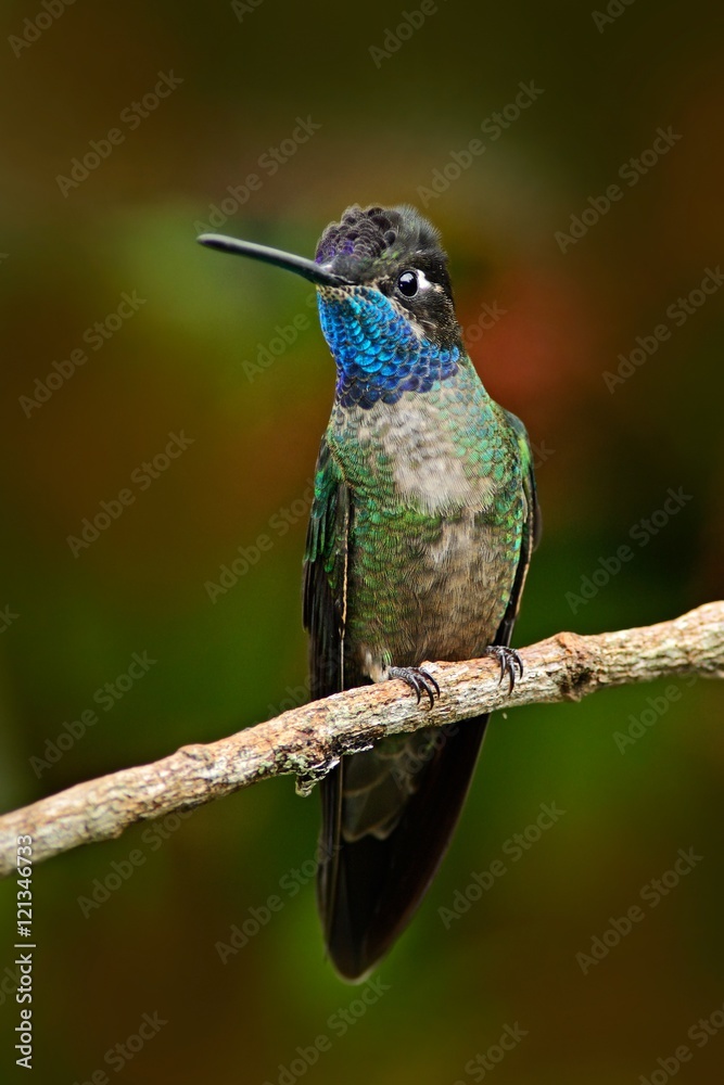 Fototapeta premium Beautiful hummingbird. Blue and green small bird from mountain cloud forest in Costa Rica. Magnificent Hummingbird, Eugenes fulgens, hummingbird from Costa Rica. Hummingbird in the forest. Rare bird.