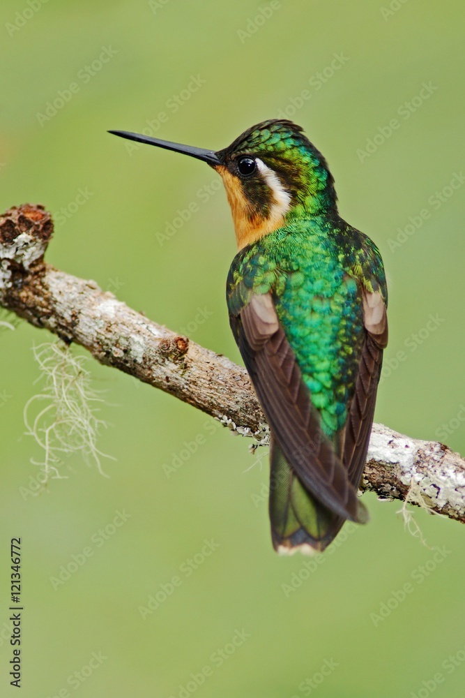 Fototapeta premium Beautiful hummingbird. Orange and green small bird from mountain cloud forest in Costa Rica. Purple-throated Mountain-gem, Lampornis calolaema, hummingbird from Costa Rica. Hummingbird in the forest.