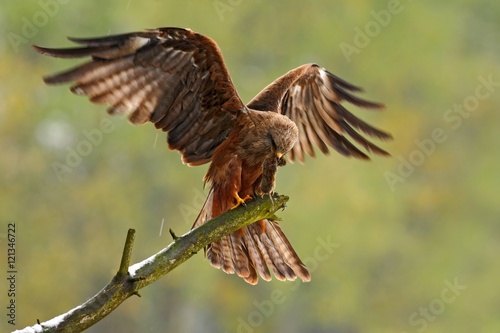 Bird of prey on the tree branch. Black Kite, Milvus migrans, brown bird sitting larch tree branch with open wing. Animal in the nature habitat. Black Kite in the forest. Action wildlife scene, Germany