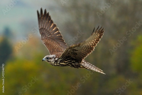 Bird in fly. Flying falcon with forest in the background. Lanner Falcon, bird of prey, animal in the nature habitat, Germany. Bird in the fligt with open wing. 