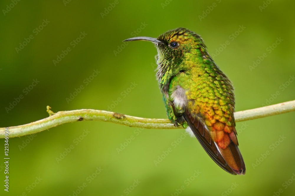 Fototapeta premium Beautiful hummingbird. Coppery-headed Emerald, Elvira cupreiceps, beautiful hummingbird from, green bird, scene in tropical forest, animal in nature habitat, La Paz Cordillera de Talamanca, Costa Rica