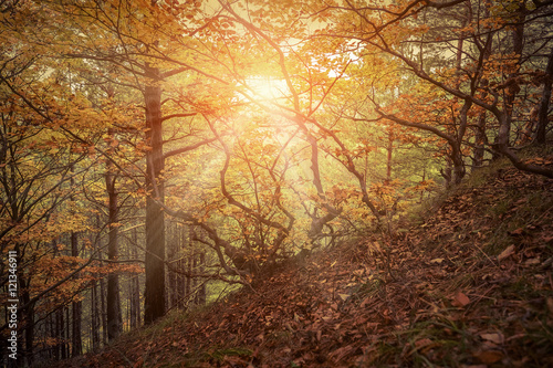 Beautiful autumn view in forest.