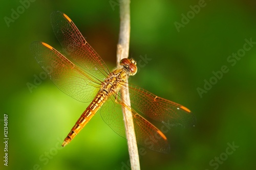 Dragonfly from Sri Lanka. Asian Grounding, Brachythemis contaminata, sitting on the green leaves. Beautiful dragon fly in the nature habitat. Nice insect from Asia. Summer day in the nature. photo