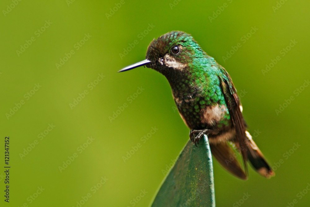 Obraz premium Green hummingbird