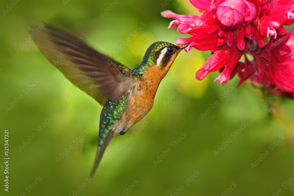 Fototapeta premium Beautiful hummingbird, Coppery-headed Emerald, Elvira cupreiceps, flying next to nice pink flower, sucking nectar, feeding scene from tropic wet forest, bird in the nature habitat, Costa Rica