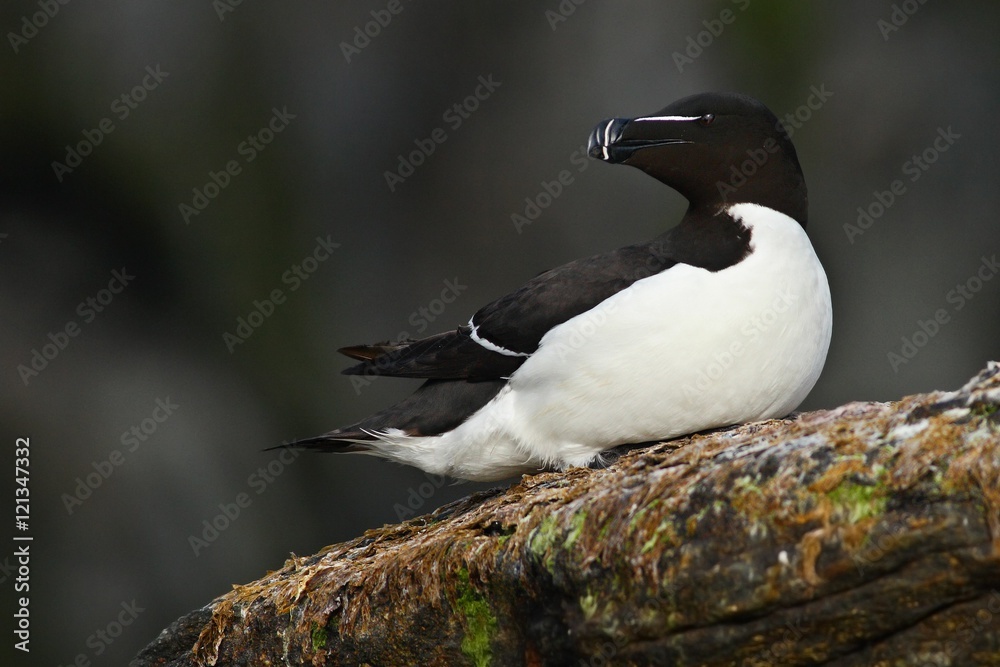 Fototapeta premium Auks Razorbill, Alca torda, Arctic black and white cute bird sitting on the rock, nature habitat, Iceland. Auks on the rock. Sea bird from Norway. Cute bird on the rock cliff. 