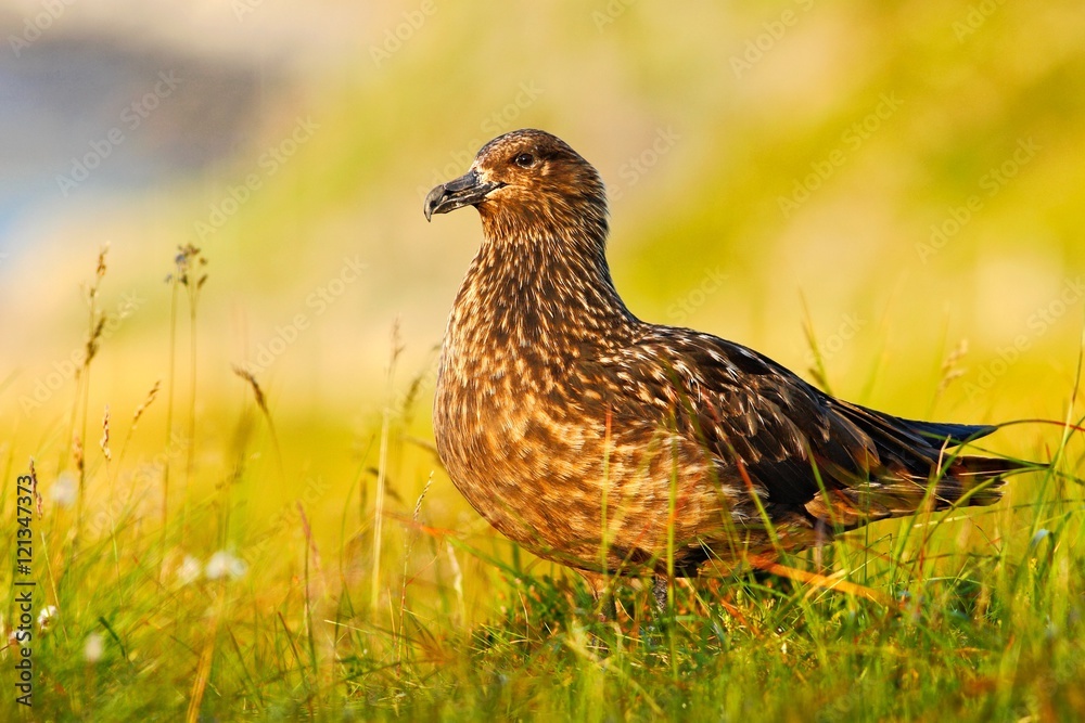Bird in the grass habitat with evening light. Brown skua, Catharacta antarctica, water bird sitting in the autumn grass, Norway. Skua in the nature habitat. Bird in the grass habitat with evening light. Brown skua, Catharacta antarctica, water bird sitting in the autumn grass, Norway. Skua in the nature habitat.