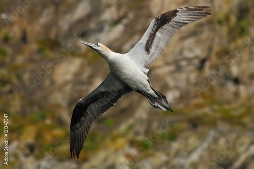 Bird on the cliff. Flying sea bird, Northern gannet with rock in the background, Runde Island, Norway. Gannet in fly in the nature sea habitat. Action wildlife scene from sea coast. © ondrejprosicky