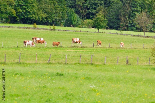 Cows graze on green grass