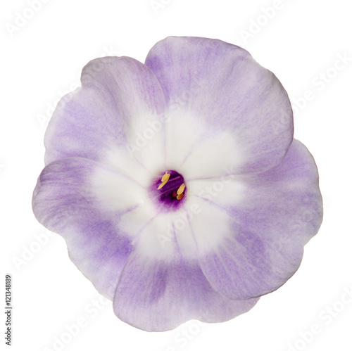 light violet bloom with white center