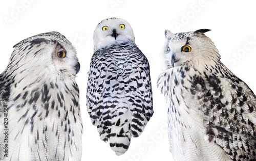 three isolated white owls