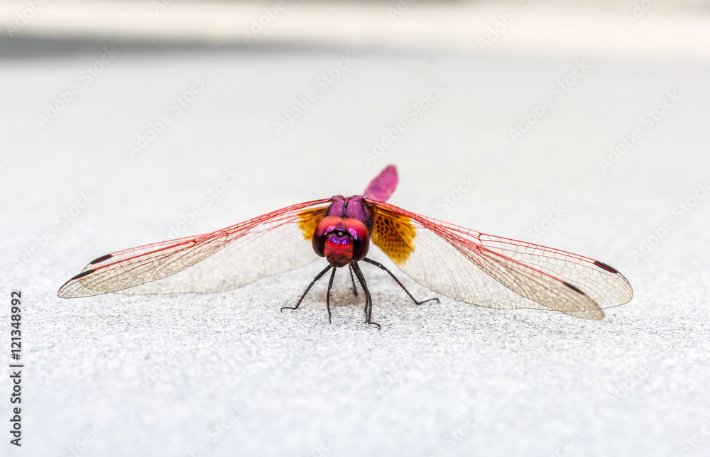 Dragonfly close up