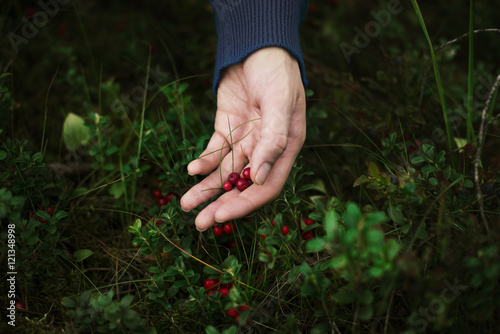 woman is picking by hand red bilberries in the forest © RVStock