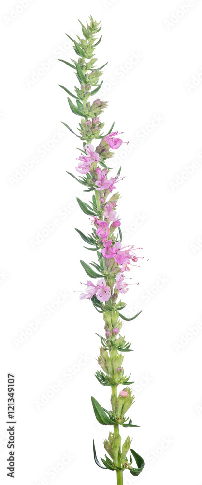 Fototapeta premium thyme blossoming pink branch on white