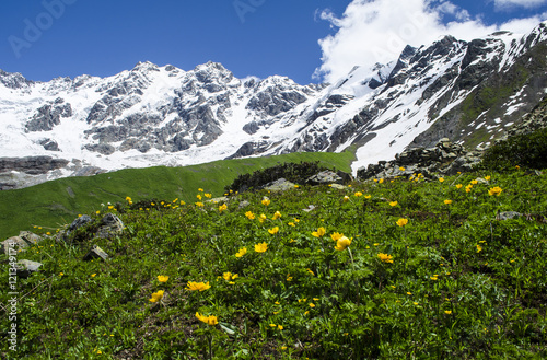 Mountain landscape with lots of flowers and steep alpine peaks on the background