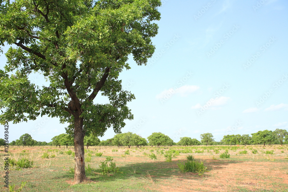 Shea tree,  Kukua Ghana