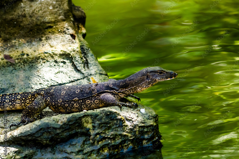 Hunting monitor lizzard