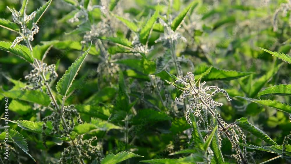Many of nettle with seeds Many of nettle with seeds