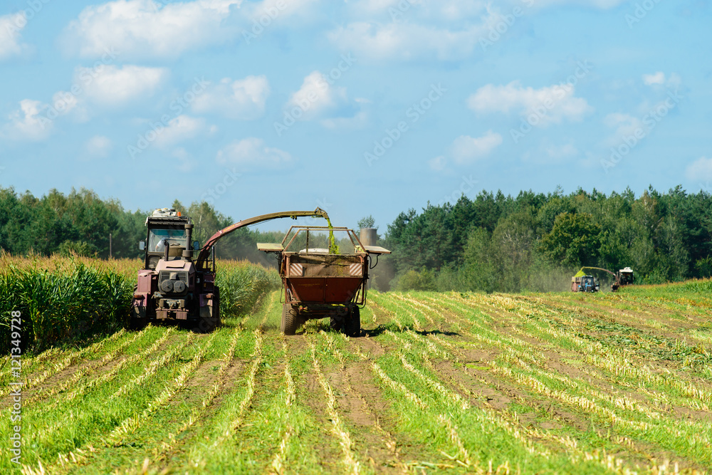 Naklejka premium harvesting corn crop with tractor