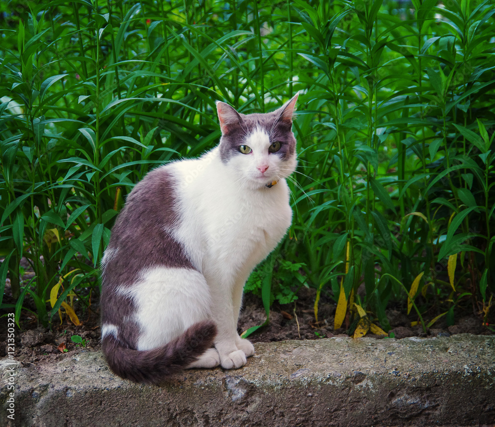 Street cat sitting in the grass Street cat sitting in the grass