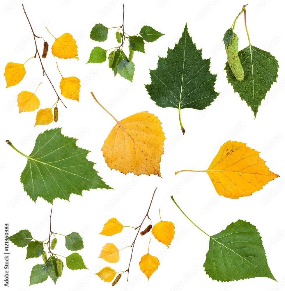 Naklejka premium green and yellow autumn leaves of birch tree